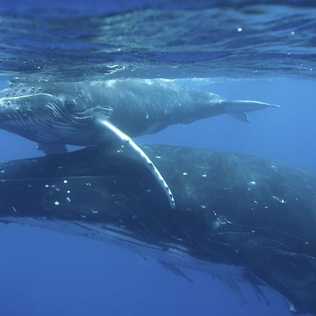Reef Resort Vava'U Utungake Zewnętrze zdjęcie