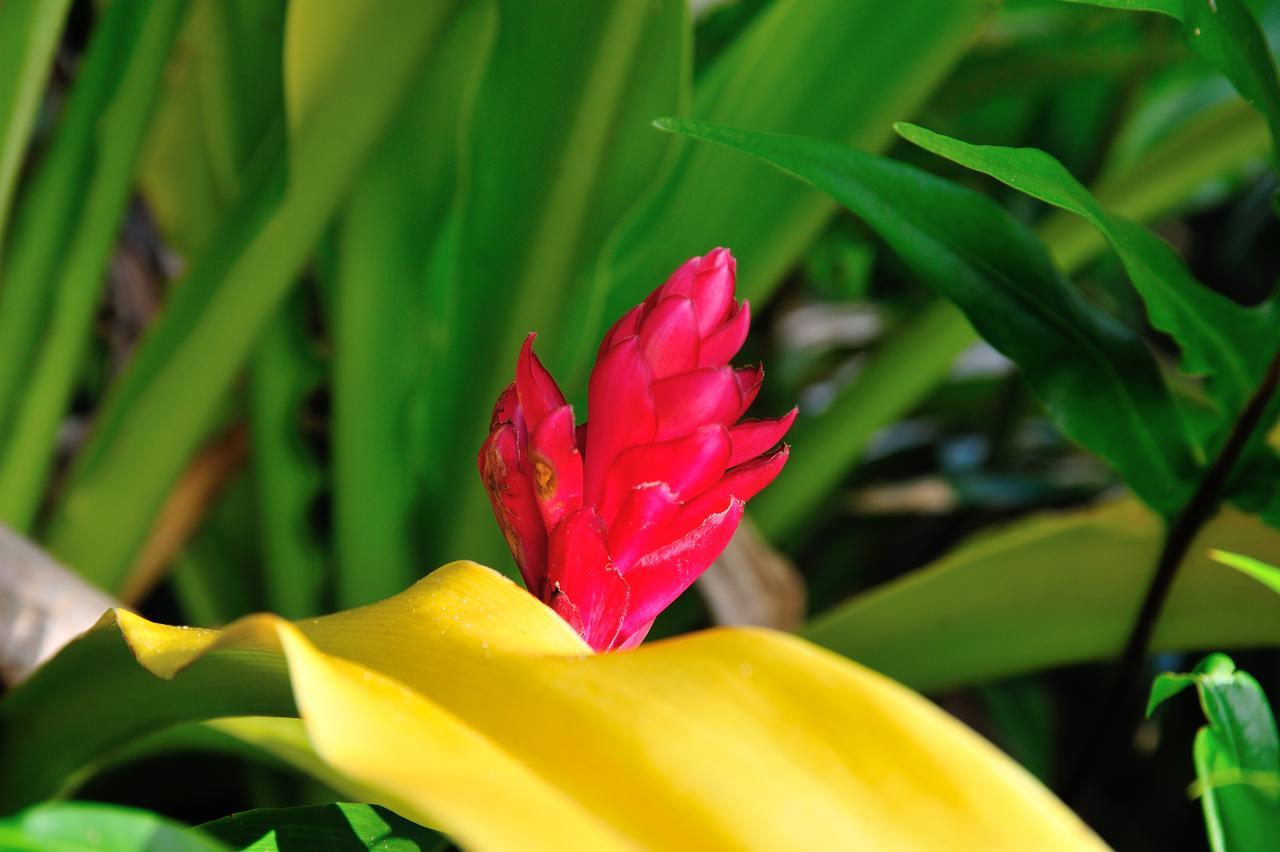 Reef Resort Vava'U Utungake Zewnętrze zdjęcie